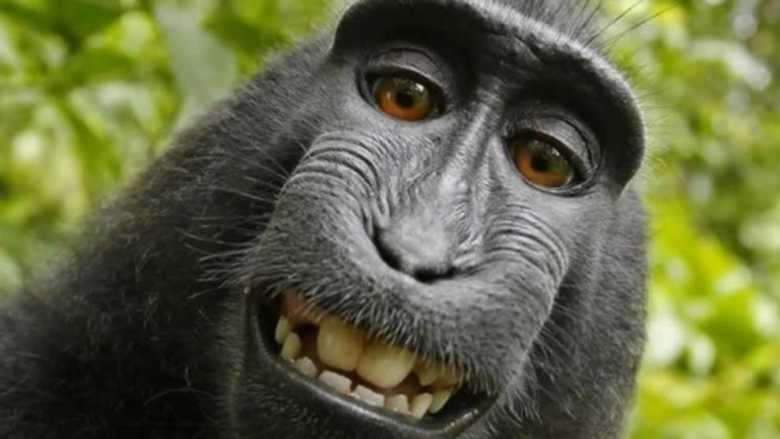 Selfie macaca