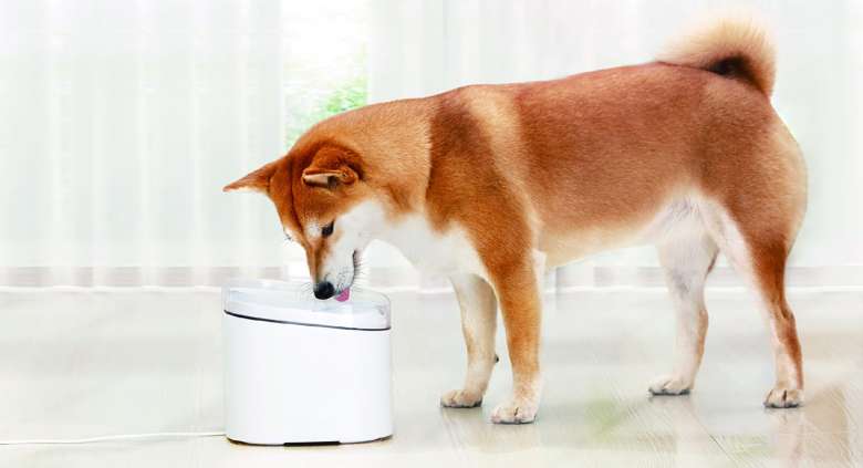 Alimentatore intelligente per animali domestici Xiaomi | Fontana intelligente per animali domestici