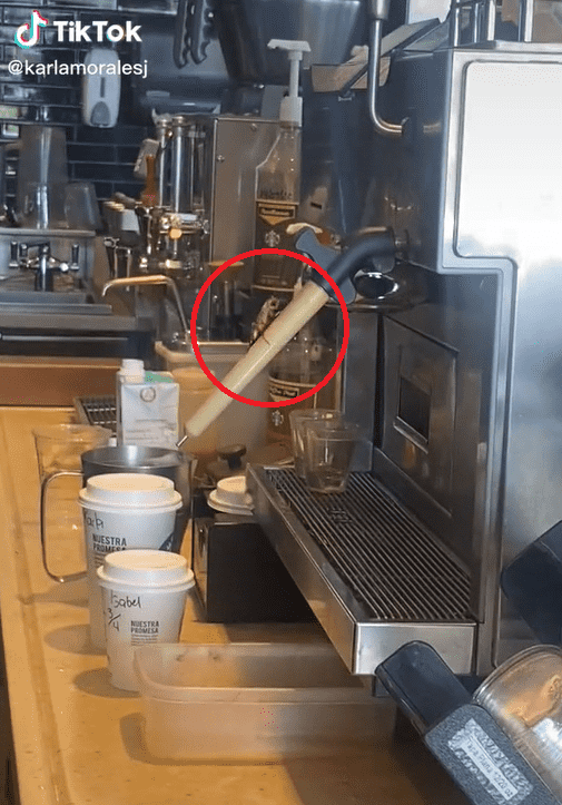 Il TikTok virale dell'insetto in cima a una macchina del caffè in un negozio Starbucks.